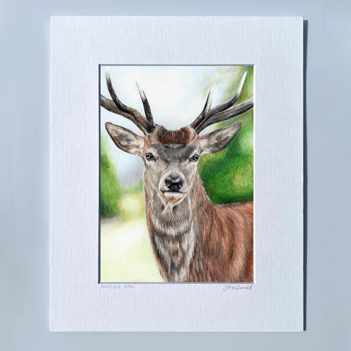 Scottish Stag Print
