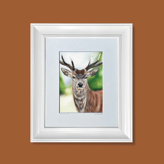 Scottish Stag Print